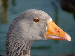 profile portrait of a grey goose