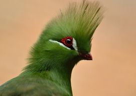 Guinea Turaco Bird