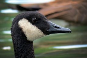 goose head on blurry background