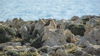 Bird sitting on a stone