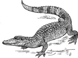 Black and white crocodile drawing clipart