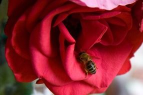 Closeup portrait of Bee on a red rose