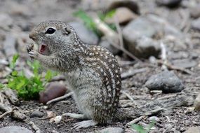 picture of the cute squirrel