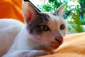 the kitten is lying on a brown bedspread