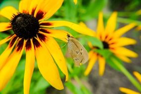 small olive Butterfly on rudbeckia Flower