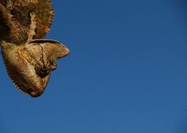 head of yemen chameleon