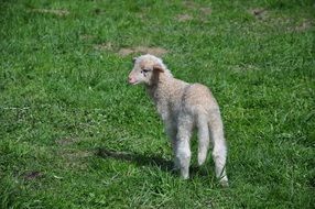 lamb on the green lawn
