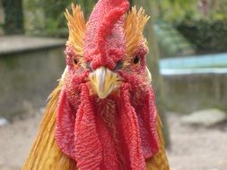 head of red Cock looking straight