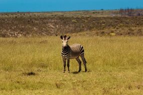 Zebra Africa Wildlife Nature