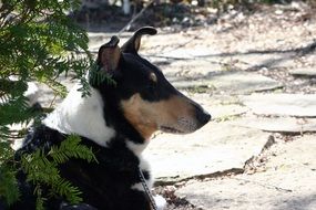 black and white collie lying on a concrete track