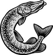 clipart of grey pike fish