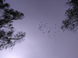 flight of birds in the evening sky