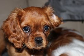 adorable spaniel puppy