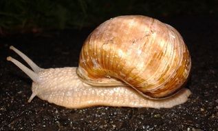 brown snail on black stone