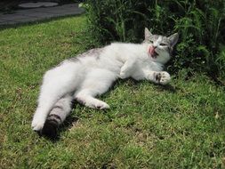 Beautiful and cute white cat on the grass