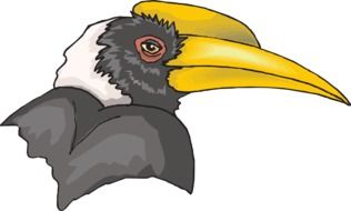 painted hornbill head