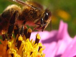 Bee Flower Insects Forage