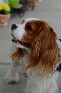 Cavalier King Charles Spaniel on a street near the flowers in pots