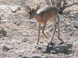 Dik-dik, small antelope in the wild, namibia, etosha