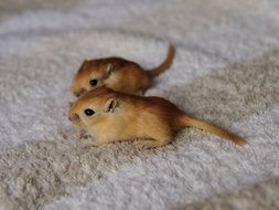 two brown fluffy mice on the carpet