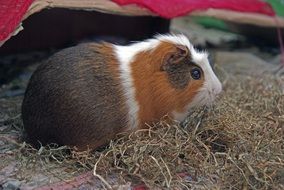 white red fluffy guinea pig