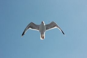 Seagull Sea Water Bird Gulls