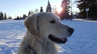 Golden Retriever dog at winter