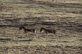 distant view of two horses in the open spaces of tibet