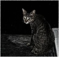 monochrome picture of a sitting domestic cat