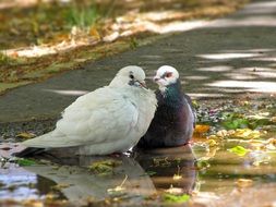 Doves In Pairs
