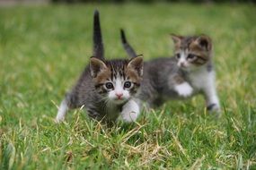 very beautiful and cute Kittens