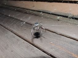 Hairy grey Spider on cobweb
