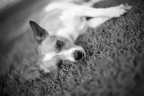 dog resting on the grass, black and white