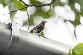 sparrow on a metal gutter