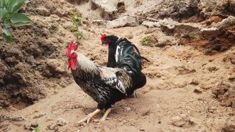 two black cock at the farm