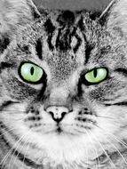 portrait of a gray cat with bright green eyes