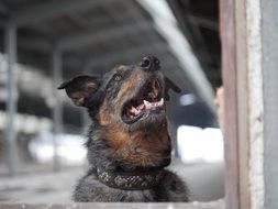 gorgeous beauty Dog Hybrid