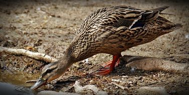 female mallard Duck drinking from waterfowl