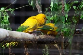 yellow parrots on a wooden beam