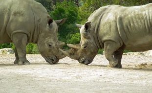 two rhinos stand heads to each other