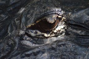 eye Alligator