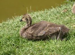 Brown goose on the grass near the water