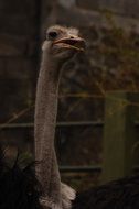 long-necked bird in a corral