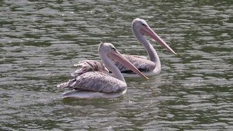 gorgeous Pelican Bird in Water