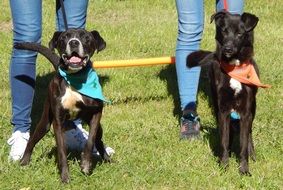 parade of trained dogs