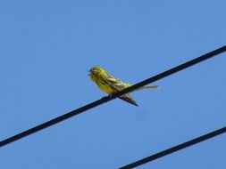 Picture of Passerines Bird