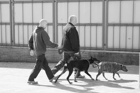 dog walking on a city street