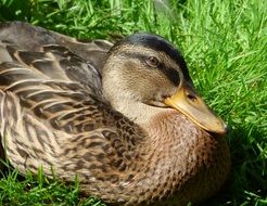 Mallard rests on the grass