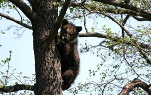 cozy bear in the tree