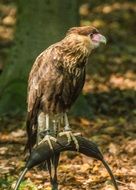 leashed bird of prey